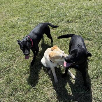 Cattle Dog Dogs Available for Adoption in New Fairfield, Connecticut - Sasha | PetCurious