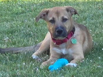 Honey -  Labrador Retriever and Shepherd Dog for Adoption in Tonawanda, New York - Honey | PetCurious