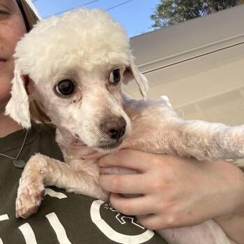 KATE -  Miniature Poodle Dog for Adoption in Richmond, California - KATE | PetCurious