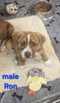 Rescue Australian Kelpie and Cattle Dog Dogs for Adoption in Bend, Oregon - Ron | PetCurious