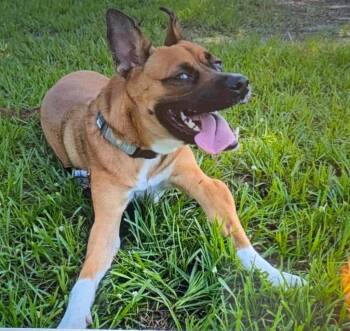 Lucy -  Shepherd and Basenji Dog for Adoption in Fort Myers, Florida - Lucy | PetCurious
