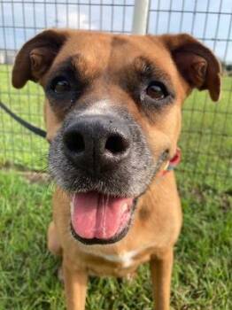 Rescue Boxer and Black Mouth Cur Dogs for Adoption in Winter Haven, Florida - Lady Bug | PetCurious