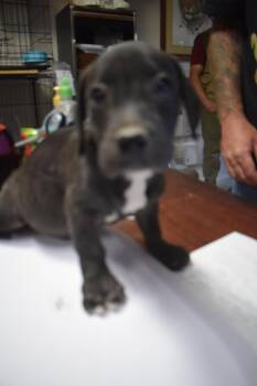 Rescue Mixed Breed Dogs for Adoption in Pahrump, Nevada - Peanut P4 | PetCurious