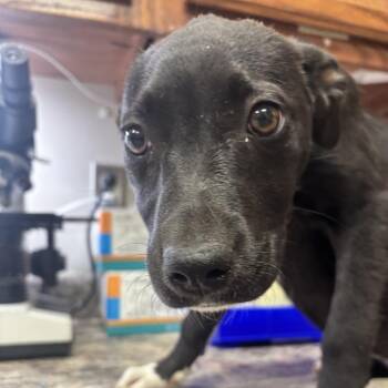 Labrador Retriever and Mixed Breed Dogs Available for Adoption in Tupelo, Mississippi - Cyclone - 042303U | PetCurious