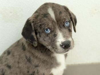 Patience -  Catahoula Leopard Dog and German Shorthaired Pointer Dog for Adoption in Republic, Washington - Patience | PetCurious