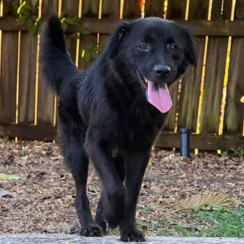 Tiffany & Cole Slaw (Bonded) -  Flat Coated Retriever Dog for Adoption in Elkton, Maryland - Tiffany & Cole Slaw (Bonded) | PetCurious