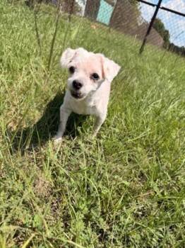 COOKIE -  Maltese and Mixed Breed Dog for Adoption in Grovetown, Georgia - COOKIE | PetCurious