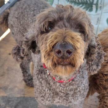 Ellie -  Labrador Retriever and Poodle Dog for Adoption in San Pablo, California - Ellie | PetCurious