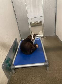 FLYNN -  Border Collie and Mixed Breed Dog for Adoption in Stockton, California - FLYNN | PetCurious