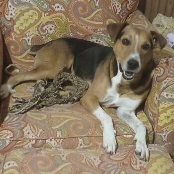 Smiley -  Hound and Mixed Breed Dog for Adoption in Fayetteville, Arkansas - Smiley | PetCurious