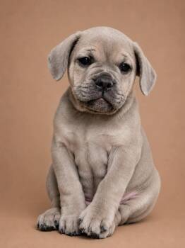 Neeps -  French Bulldog and Miniature Dachshund Dog for Adoption in Austin, Texas - Neeps | PetCurious