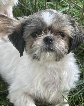Shih Tzu Dogs Available for Adoption in Overland Park, Kansas - Gracie | PetCurious