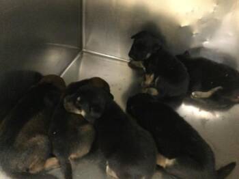 INDIGO -  Doberman Pinscher and Mixed Breed Dog for Adoption in Riverside, California - INDIGO | PetCurious