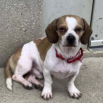 Tubby -  Beagle and Dachshund Dog for Adoption in Ottawa Hills, Ohio - Tubby | PetCurious