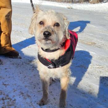 Mixed Breed Dogs Available for Adoption - Benji | PetCurious