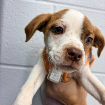 DDB Pup 1 - Orange -  Feist and Mixed Breed Dog for Adoption in Fairfax Station, Virginia - DDB Pup 1 - Orange | PetCurious