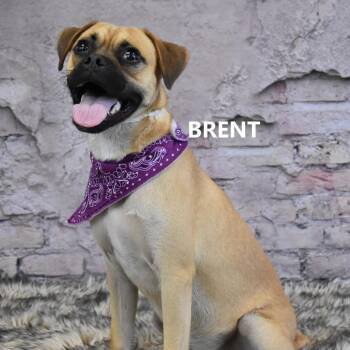 Brent -  Pug and Mixed Breed Dog for Adoption in Yuma, Arizona - Brent | PetCurious