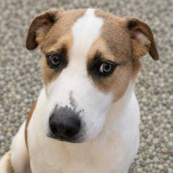 Mixed Breed Dogs Available for Adoption in Wickenburg, Arizona - Homer | PetCurious
