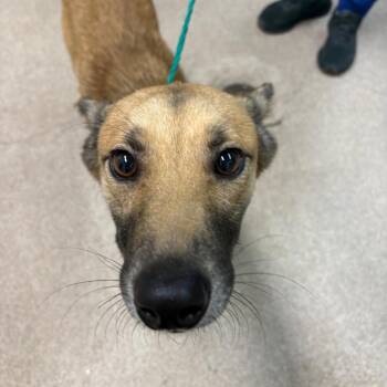 Goose -  Belgian Shepherd Malinois and Mixed Breed Dog for Adoption in Ardmore, Oklahoma - Goose | PetCurious