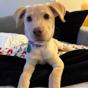 Rescue Mixed Breed Dogs for Adoption in Buffalo, Minnesota - Cecelia | PetCurious