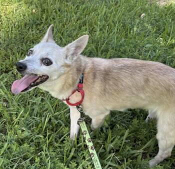 Hoppy -  Chihuahua Dog for Adoption in Watertown, Connecticut - Hoppy | PetCurious
