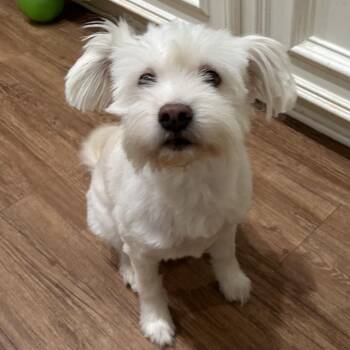 Sara Jane -  Maltese Dog for Adoption in Houston, Texas - Sara Jane | PetCurious