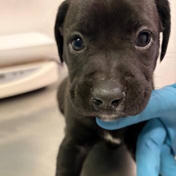 Mixed Breed Dogs Available for Adoption - BTS | PetCurious