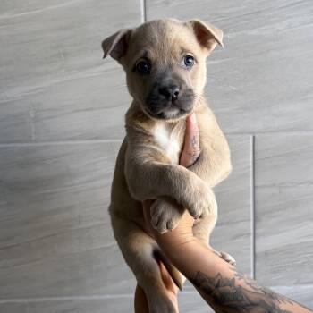 Mixed Breed Dogs Available for Adoption in Las Vegas, Nevada - Puma | PetCurious