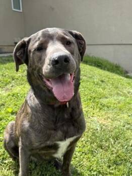 Mixed Breed Dogs Available for Adoption in Kansas City, Missouri - Oscar | PetCurious
