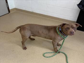 HORATIO -  Pit Bull Terrier Dog for Adoption in Derwood, Maryland - HORATIO | PetCurious