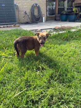 Mixed Breed Dogs Available for Adoption in Dallas, Texas - Nevada Pups: Nacho | PetCurious