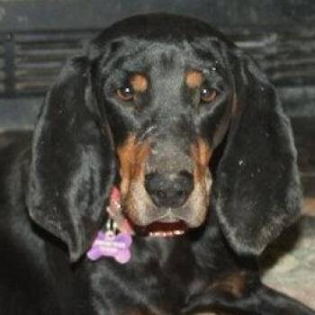 Black And Tan Coonhound Dogs Available for Adoption - Elvira (TN) | PetCurious