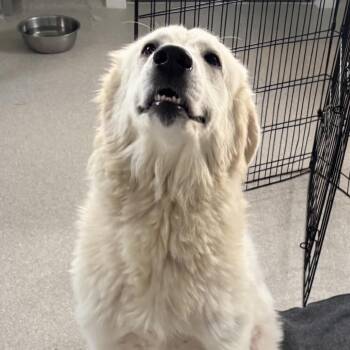 Dove 1359 -  Great Pyrenees Dog for Adoption in Loxahatchee Groves, Florida - Dove 1359 | PetCurious