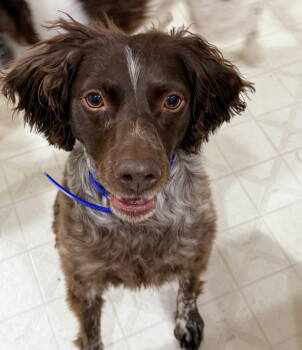 Rescue Brittany Spaniel Dogs for Adoption in Baldwinsville, New York - CO/ Archibald "Archie" | PetCurious