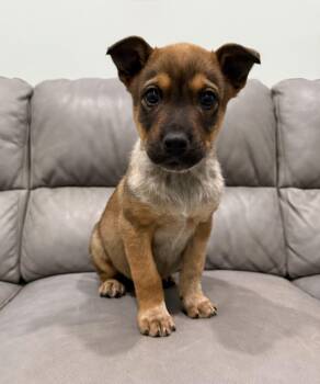 Puppies -  Australian Cattle Dog Blue Heeler Dog for Adoption in Sault Ste. Marie, Michigan - Puppies | PetCurious