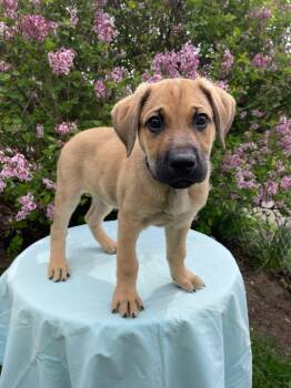 German Shepherd Dog and Labrador Retriever Dogs Available for Adoption in Coldwater, Michigan - Marlow | PetCurious