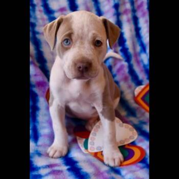 American Staffordshire Terrier Dogs Available for Adoption - Wayne | PetCurious