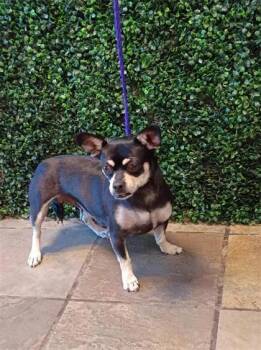 61307245 -  Chihuahua Dog for Adoption in El Paso, Texas - 61307245 | PetCurious