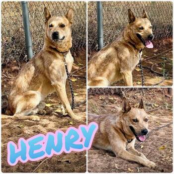 Henry -  Australian Cattle Dog Blue Heeler Dog for Adoption in St. George, Utah - Henry | PetCurious
