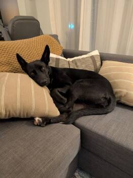 Moonshine -  Shepherd Dog for Adoption in Denver, Colorado - Moonshine | PetCurious
