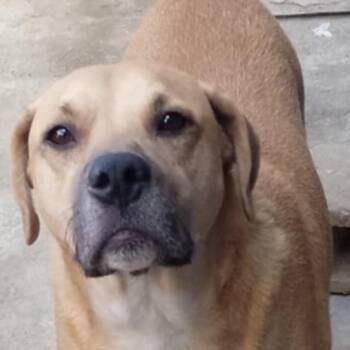 Nelson -  Rhodesian Ridgeback Dog for Adoption in San Diego, California - Nelson | PetCurious