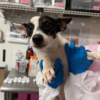 Alexi -  Rat Terrier Dog for Adoption in Edinburg, Texas - Alexi | PetCurious