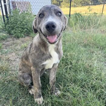 Queso -  Mixed Breed Dog for Adoption in Pelham, New Hampshire - Queso | PetCurious
