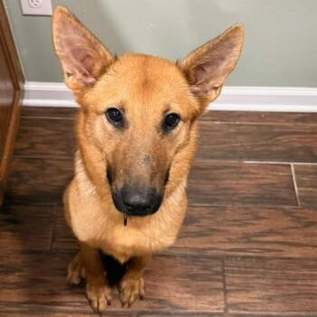 Hermie -  Shepherd Dog for Adoption in Farmington, Connecticut - Hermie | PetCurious