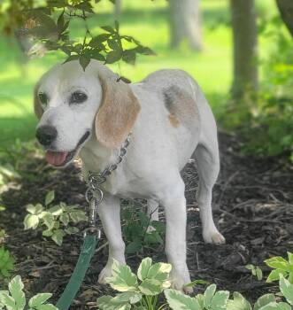 Bangles -  Beagle Dog for Adoption in Germantown, Ohio - Bangles | PetCurious
