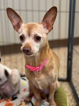 Chihuahua Dogs Available for Adoption in Hackensack, Minnesota - Daisy | PetCurious