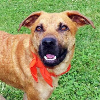 Catfish -  Black Mouth Cur and Mixed Breed Dog for Adoption in Wadena, Minnesota - Catfish | PetCurious