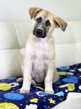 Boy Meets World Litter - Shawn -  Shepherd and Mixed Breed Dog for Adoption in Savage, Minnesota - Boy Meets World Litter - Shawn | PetCurious