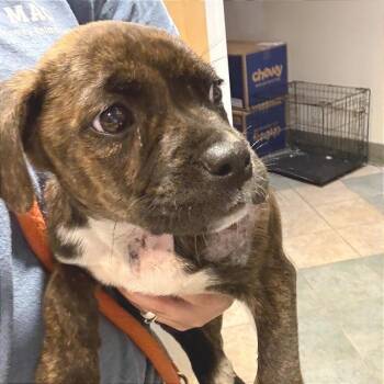 Rosie -  Mixed Breed Dog for Adoption in Chattanooga, Tennessee - Rosie | PetCurious
