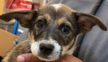 LAINEY -  Australian Shepherd Dog for Adoption in Elizabethton, Tennessee - LAINEY | PetCurious